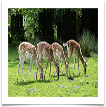 08 deer digesting at dunham - Rob Shaw
